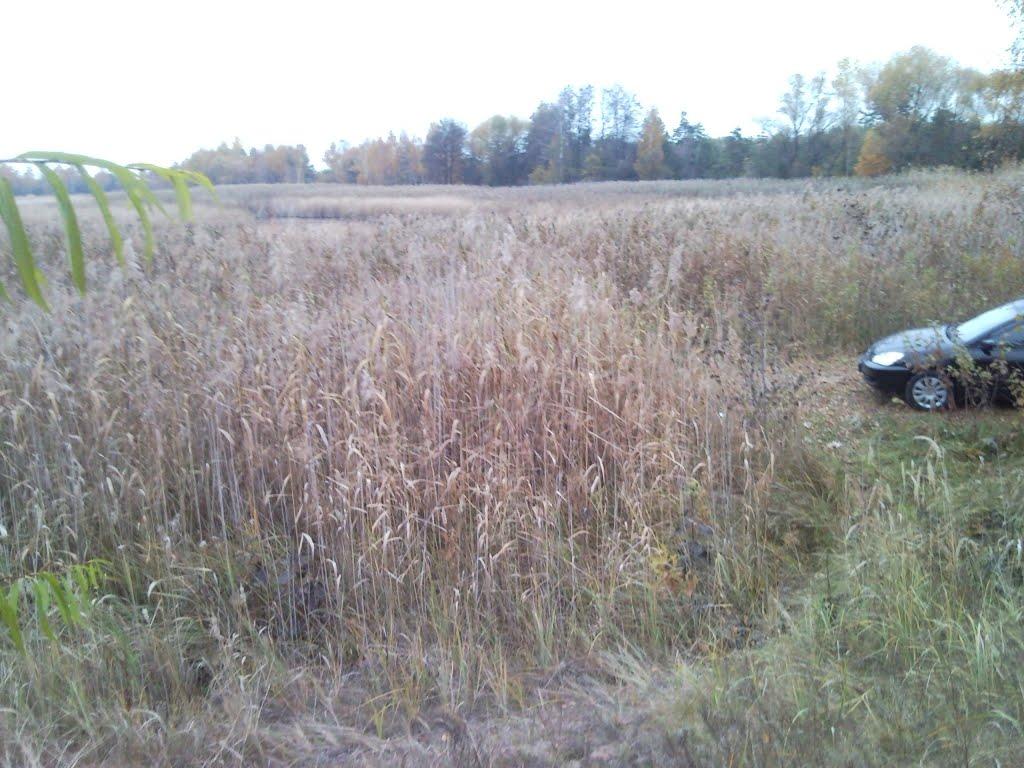 Ровжі з panoramio.com - Ровжі