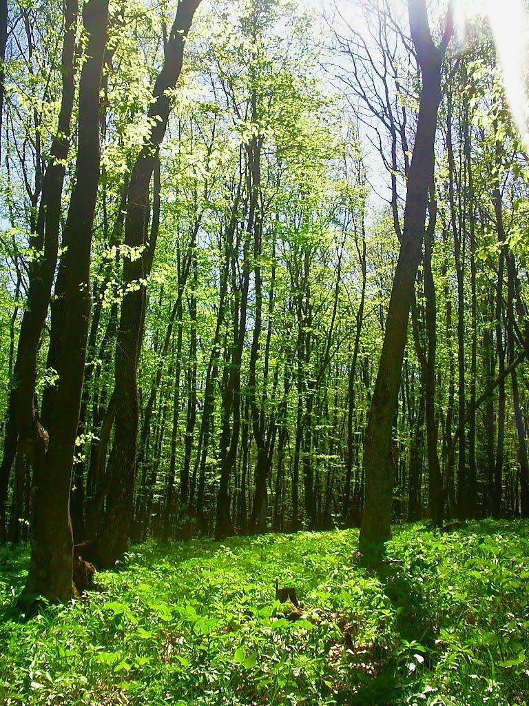 Чайковське з panoramio.com (ч.2) - Чайковское