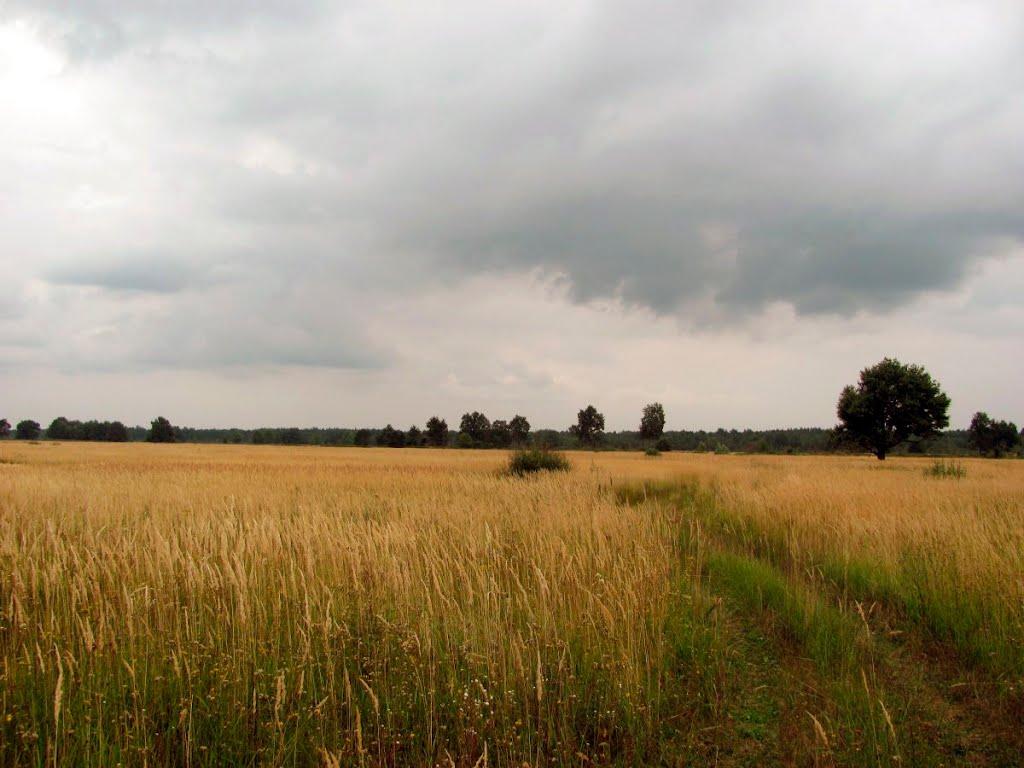 Нівецьке з panoramio.com - Нивецкое