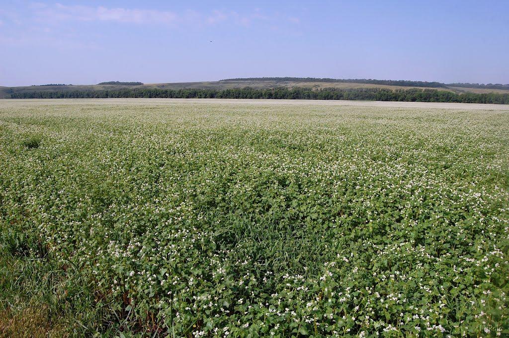 Булгаківка з panoramio.com - Булгаківка