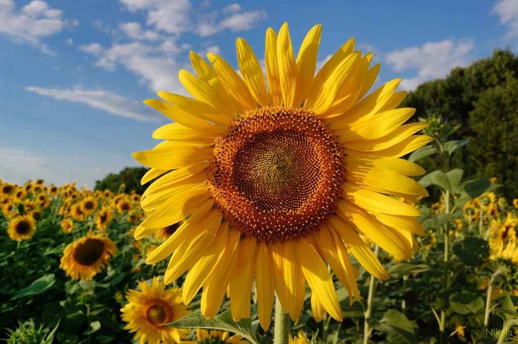 Окнине з panoramio.com - Окнино