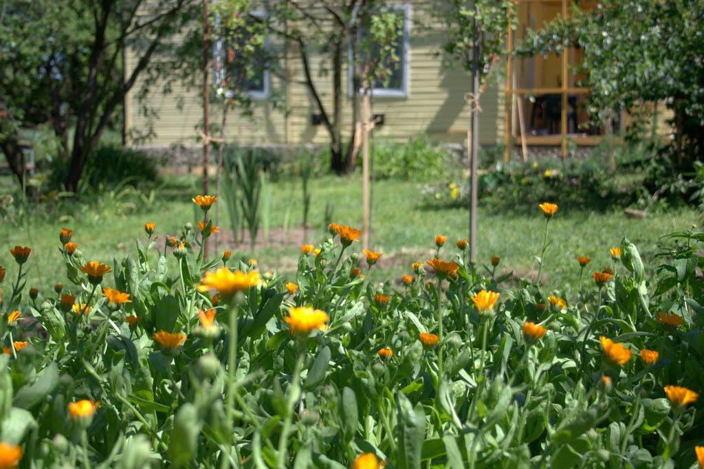 Плахтянка з panoramio.com - Плахтянка