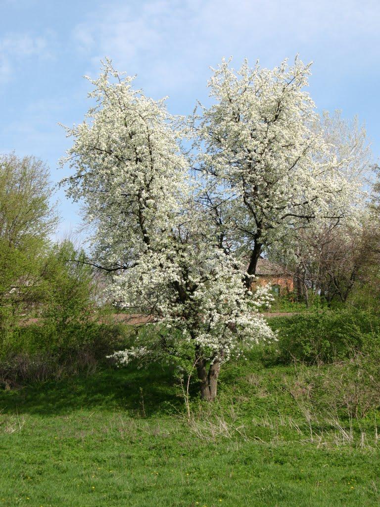 Заїченці з panoramio.com - Заїченці