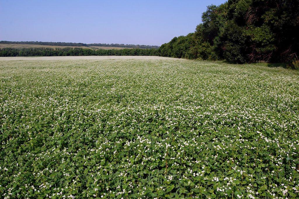 Булгаківка з panoramio.com - Булгаківка