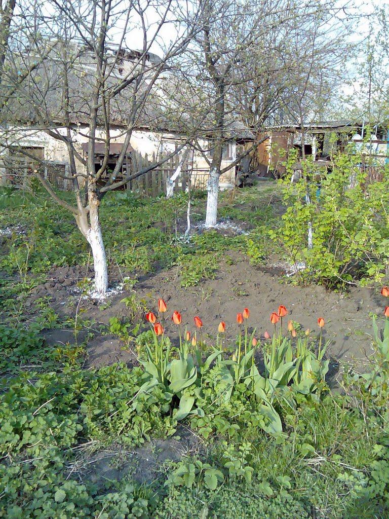 Ковалівка з panoramio.com - Ковалівка