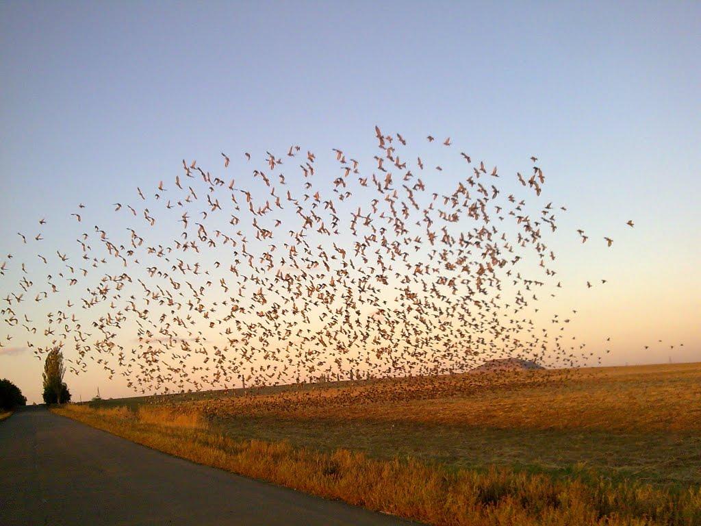 Горбачево-Михайлівка з panoramio.com - Горбачево-Михайловка
