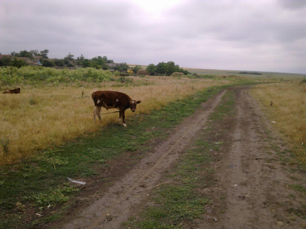 Юр'ївка з panoramio.com - Юр'ївка