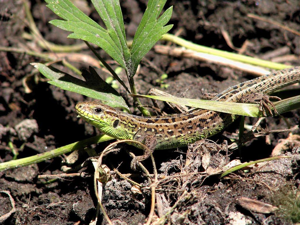 Циркуни з panoramio.com - Циркуны