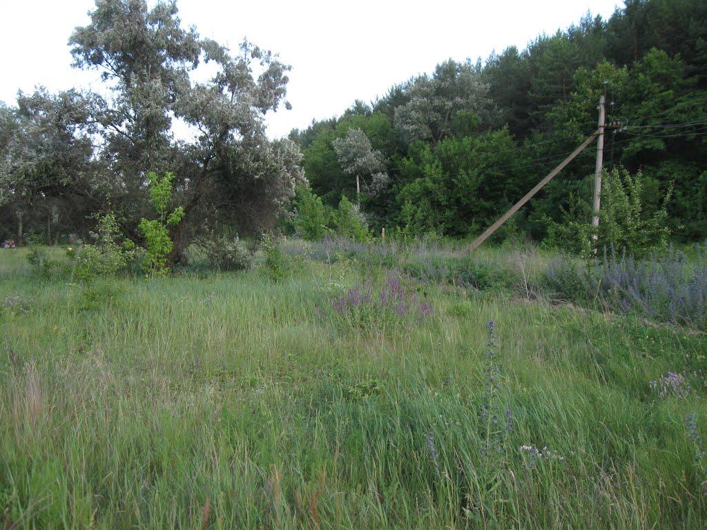 Пискунівка з panoramio.com - Пискунівка
