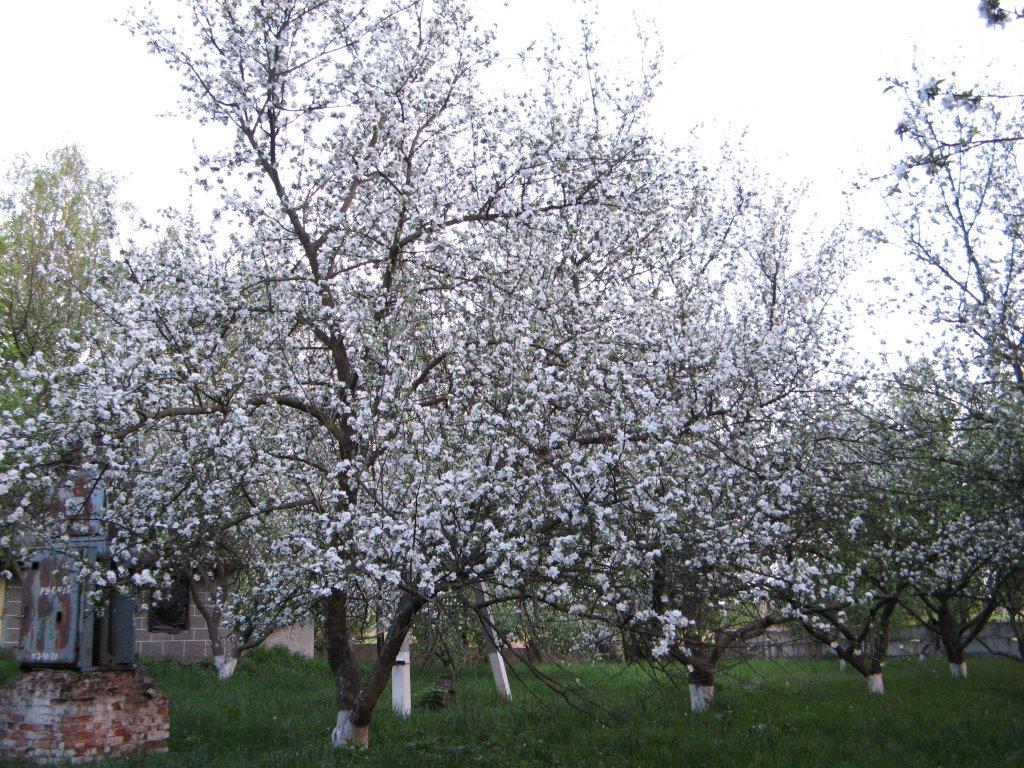 Капітанівка з panoramio.com - Капітанівка
