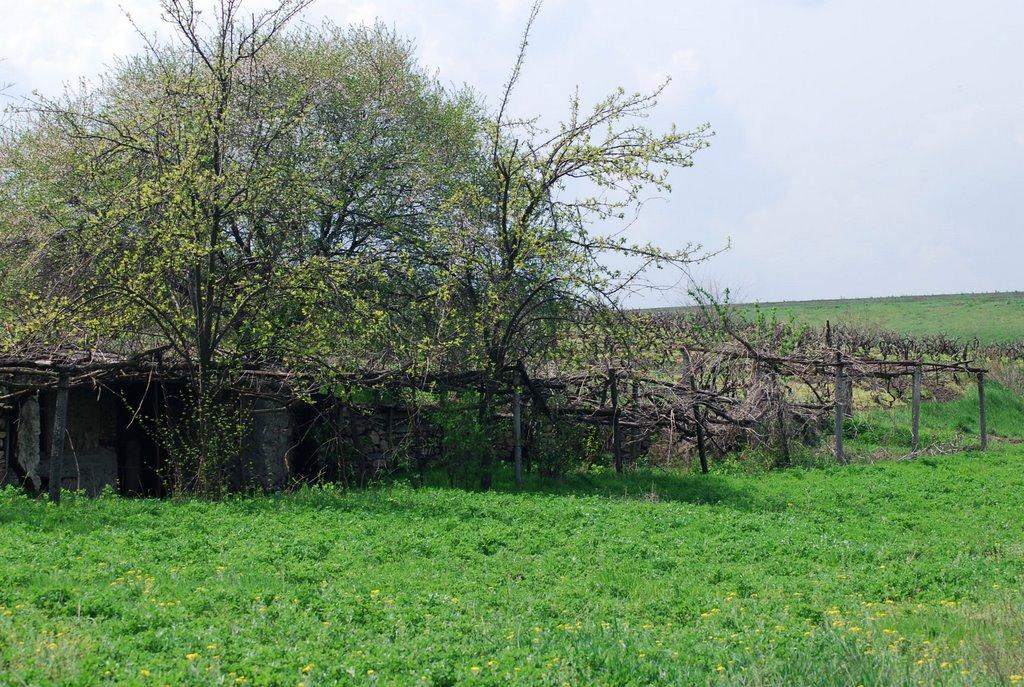 Олександрівка з panoramio.com - Александровка