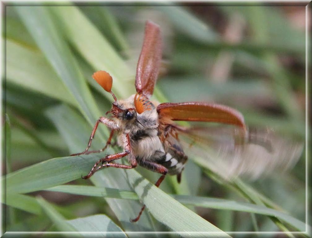 Масківці з panoramio.com - Масковцы