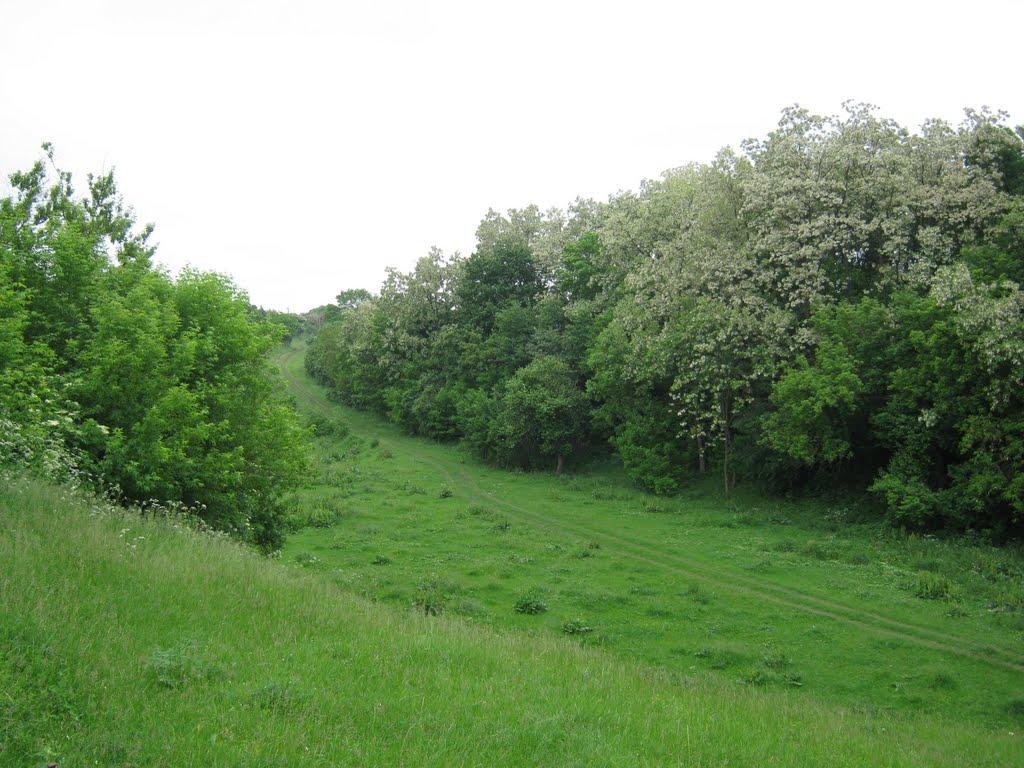 Ставидла з panoramio.com - Ставидла