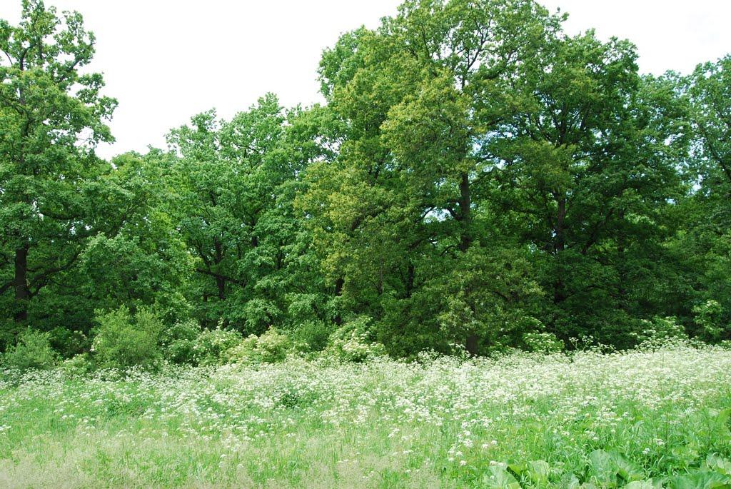 Підлісне з panoramio.com - Підлісне