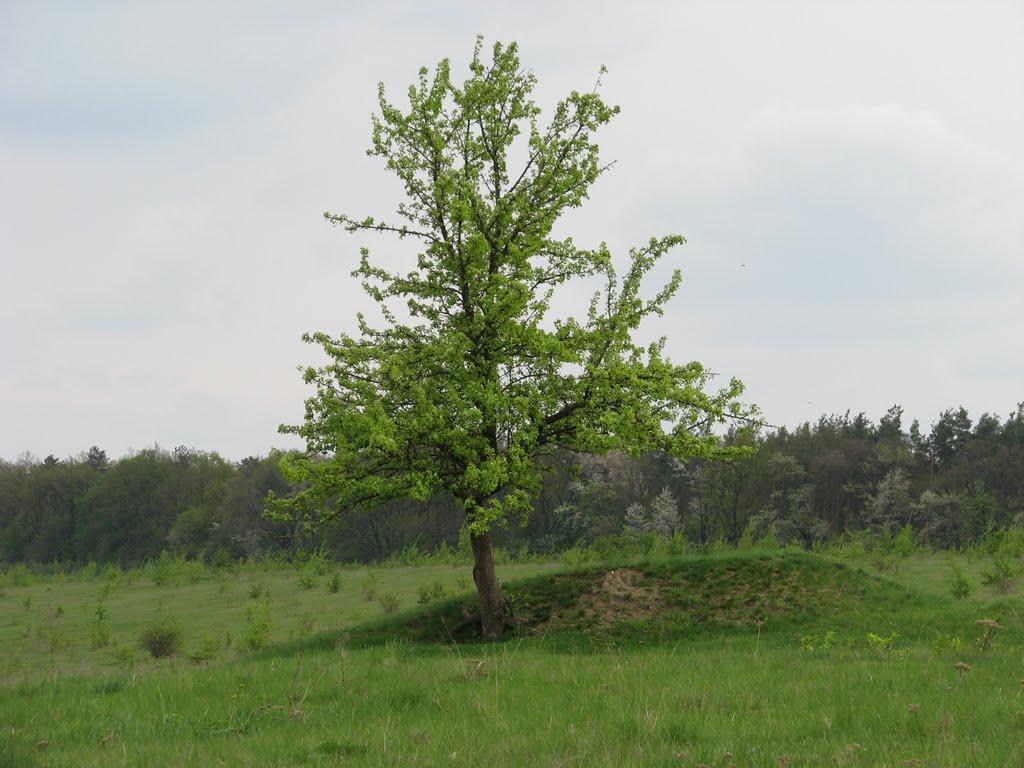 Ладижинські Хутори з panoramio.com - Ладижинські Хутори