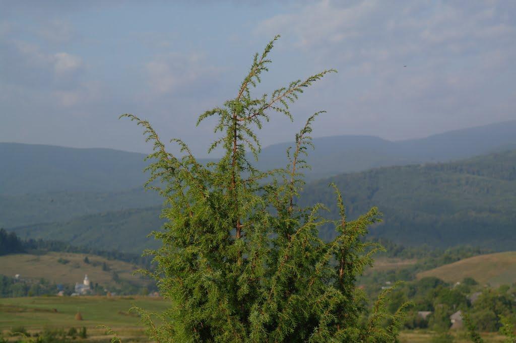 Щербовець з panoramio.com - Щербовец