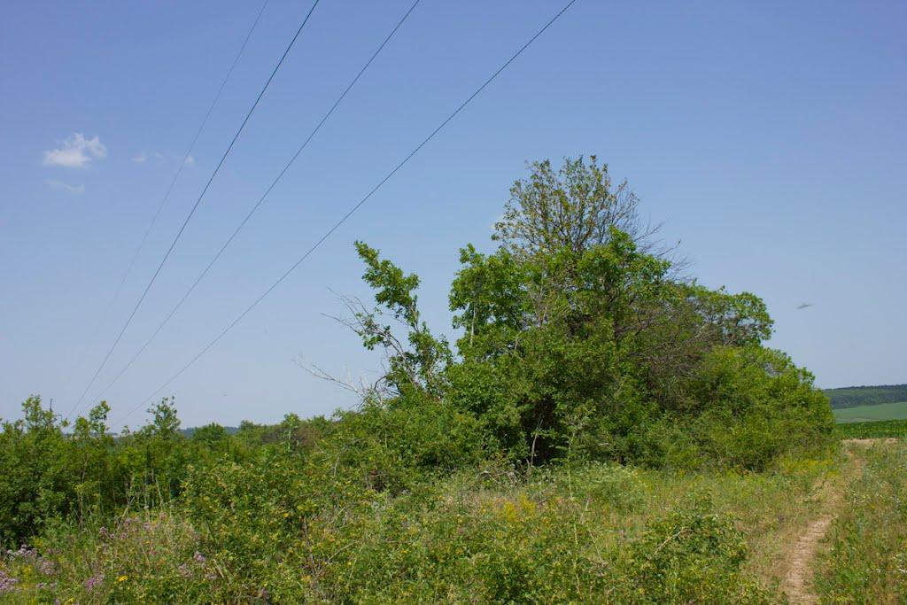 Вертіївка з panoramio.com - Вертіївка