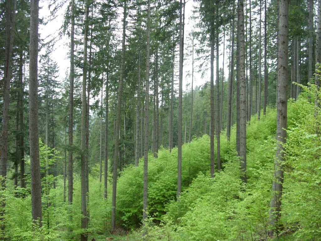 Фальків з panoramio.com (ч.2) - Фальків