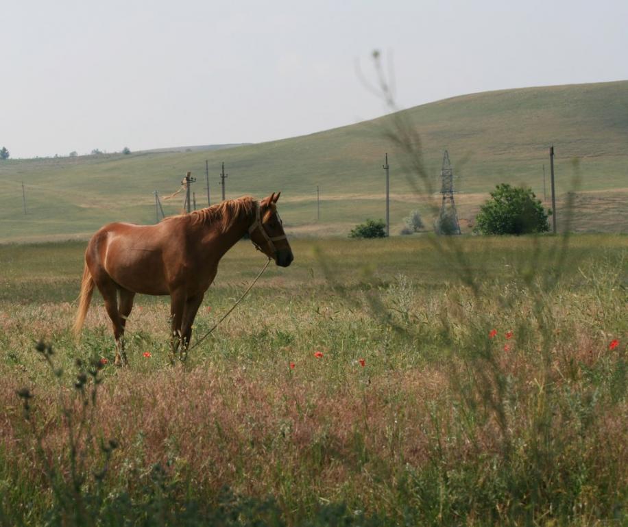 Скворцове з panoramio.com - Skvortsove