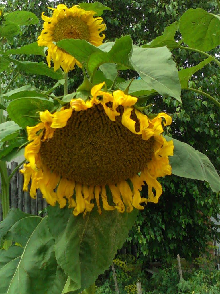 Дядьковичі з panoramio.com - Дядьковичі