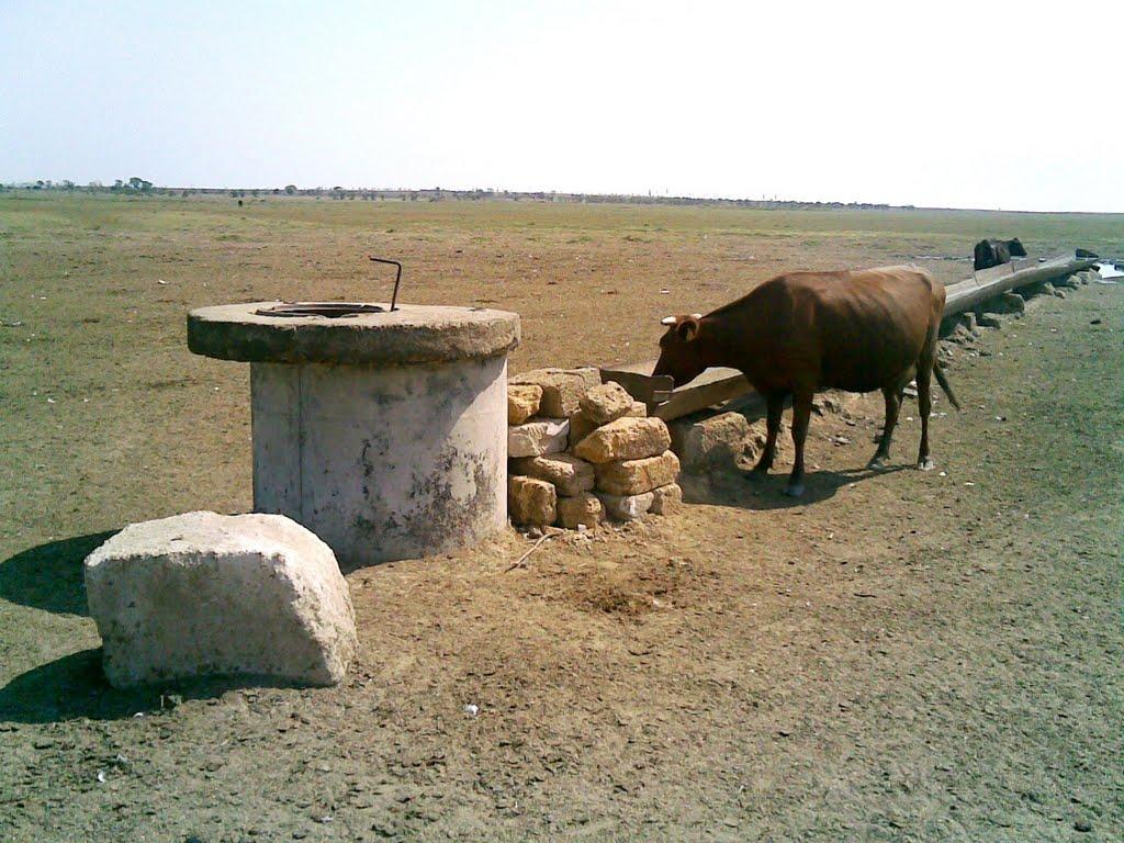 Дружелюбівка з panoramio.com - Дружелюбівка