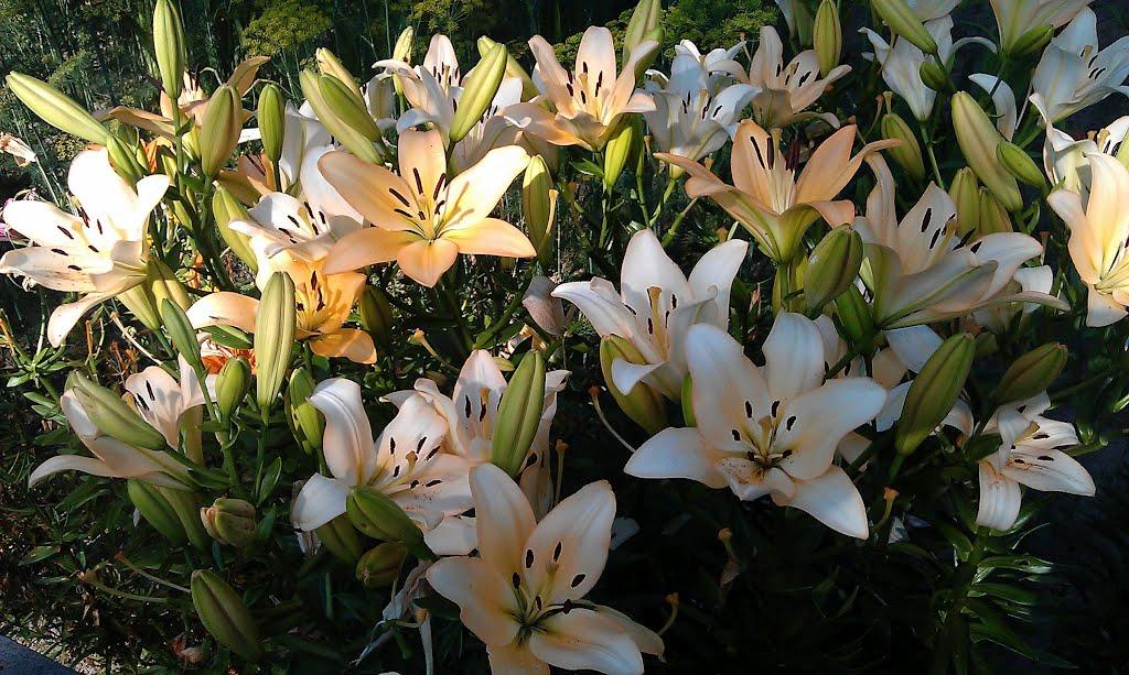 Короп з panoramio.com - Короп