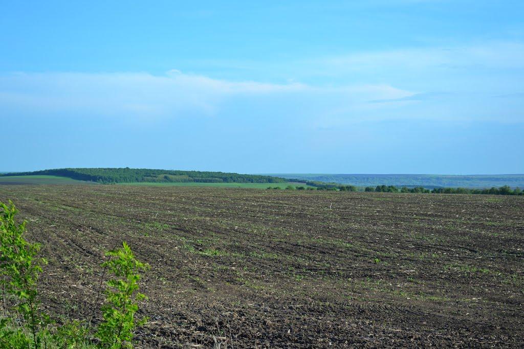 Подвір'ївка з panoramio.com - Podviryivka