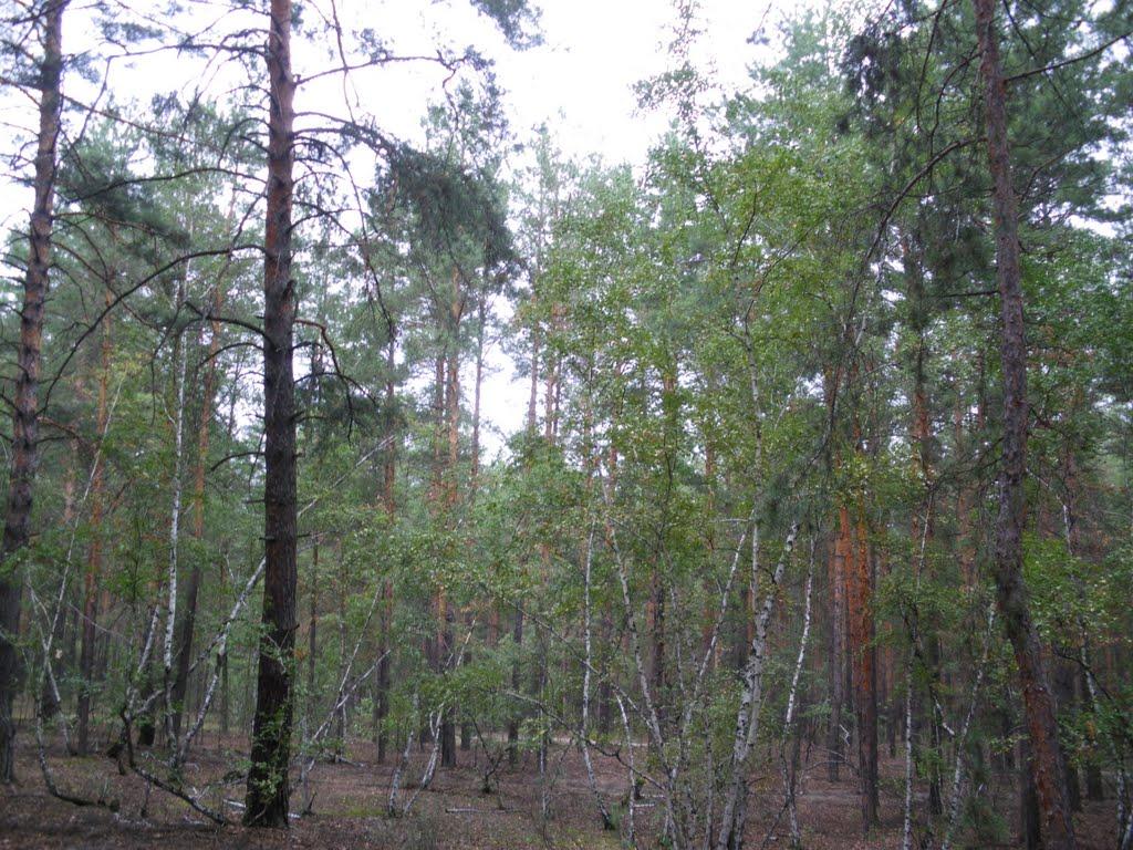 Яцьківка з panoramio.com - Яцьківка