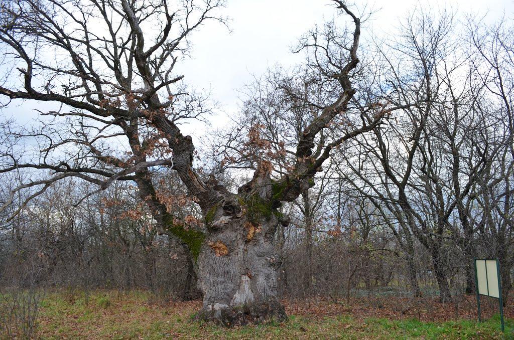 Медвин з panoramio.com - Медвин