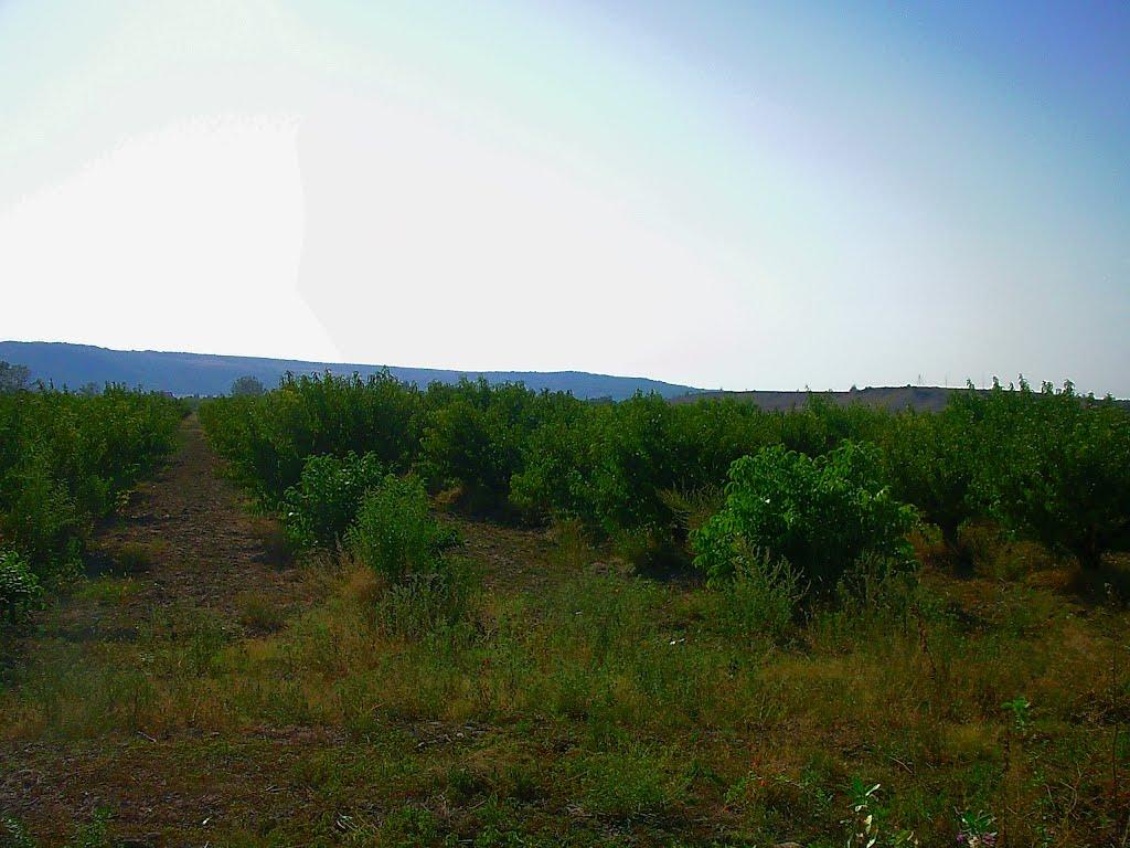 Поштове з panoramio.com - Поштове
