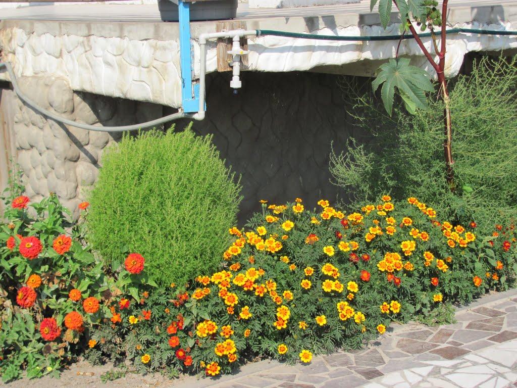 Більшовик з panoramio.com - Більшовик