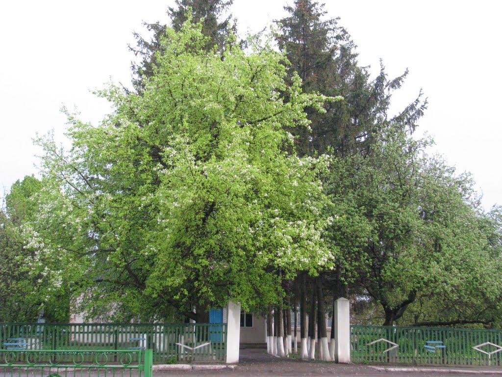 Ладижинські Хутори з panoramio.com - Ладижинські Хутори