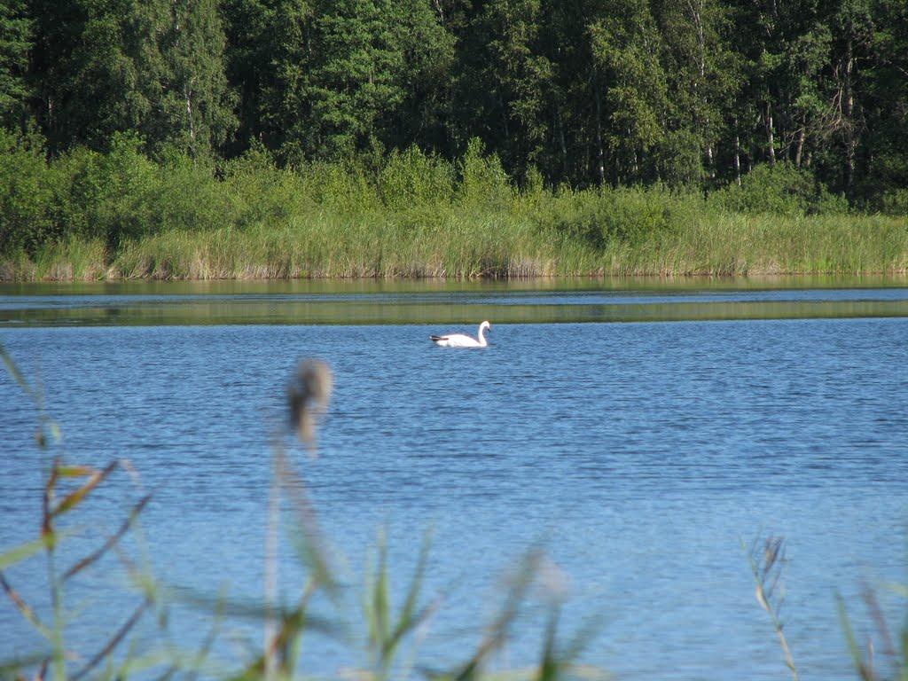 Мельники з panoramio.com - Мельники