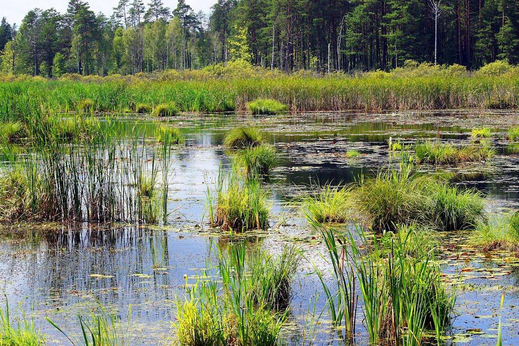 Кошари з panoramio.com - Кошари