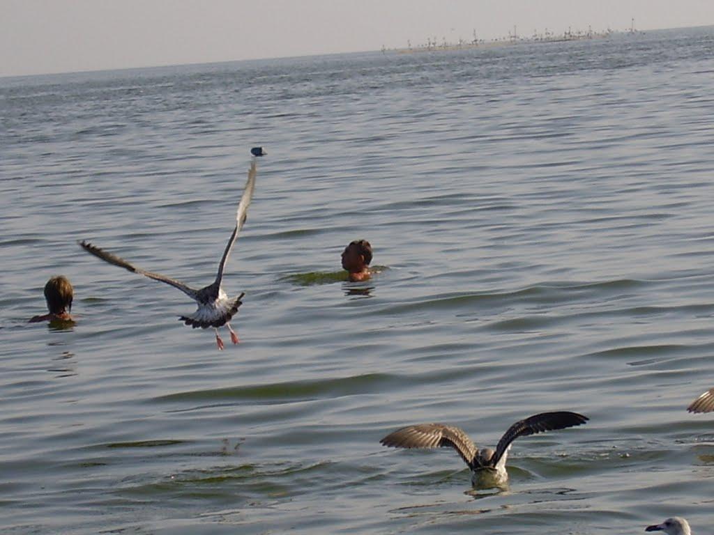 Сєдове з panoramio.com - Седово