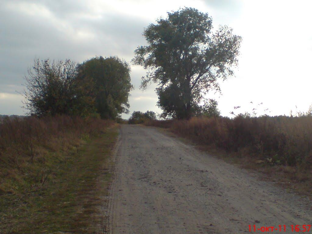 Новоселиця з panoramio.com - Новоселица