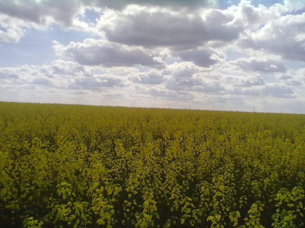 Кропивна з panoramio.com - Крапивна