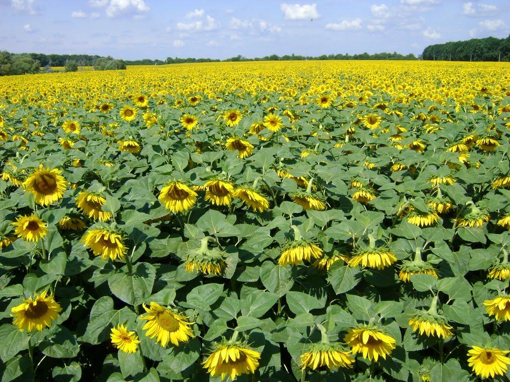 Моринці з panoramio.com - Моринцы