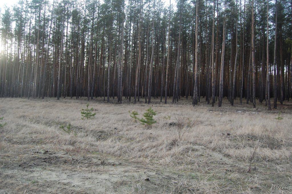 Муратове з panoramio.com - Муратово