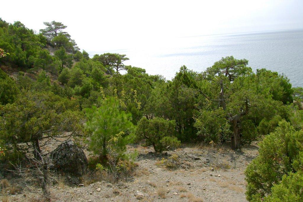Долина з panoramio.com - Долина