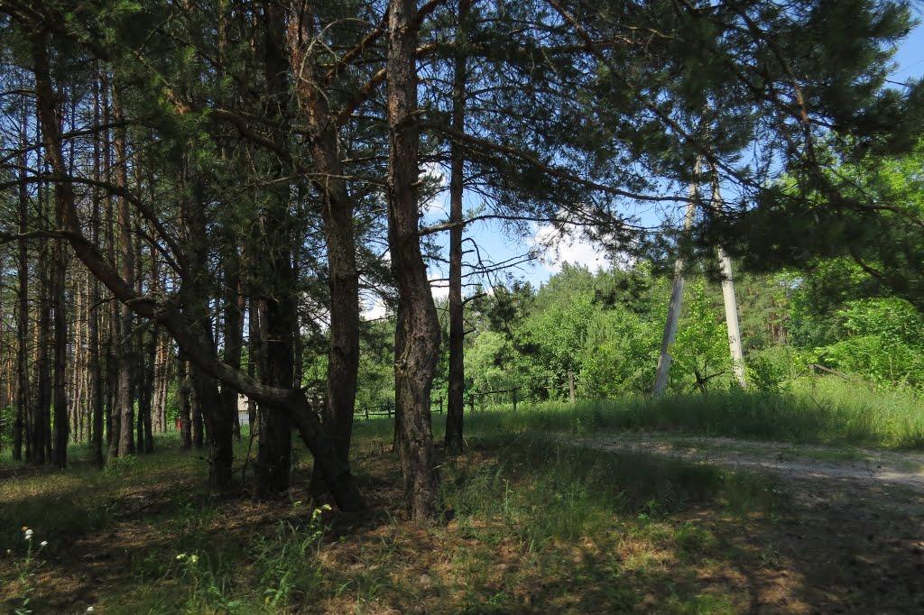 Софіївка з panoramio.com - Софиевка