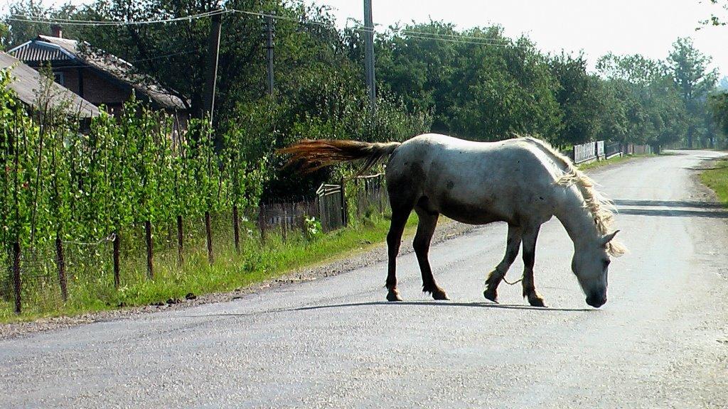 Витвиця з panoramio.com - Витвиця