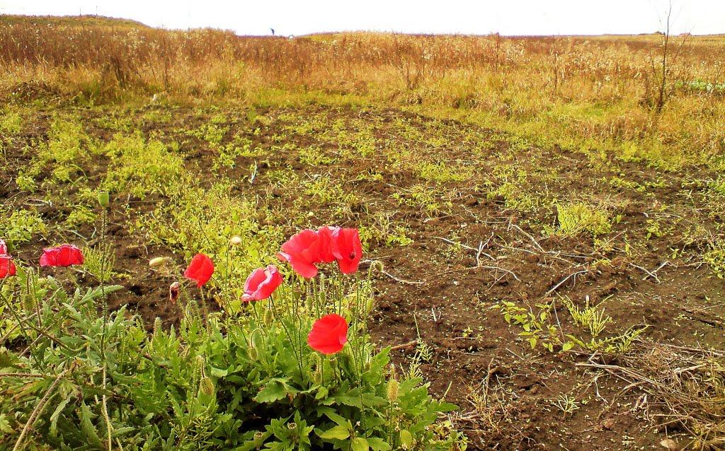 Бережани з panoramio.com - Бережаны