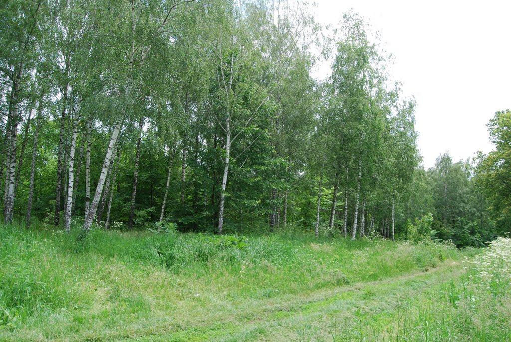 Підлісне з panoramio.com - Підлісне