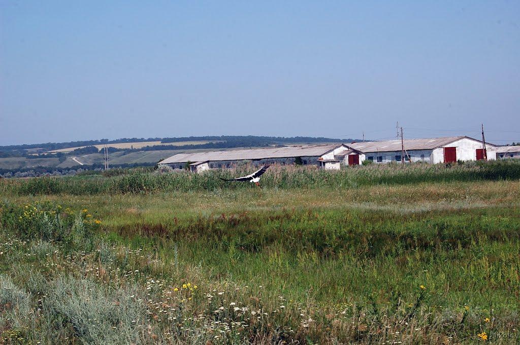 Нова Астрахань з panoramio.com - Новая Астрахань