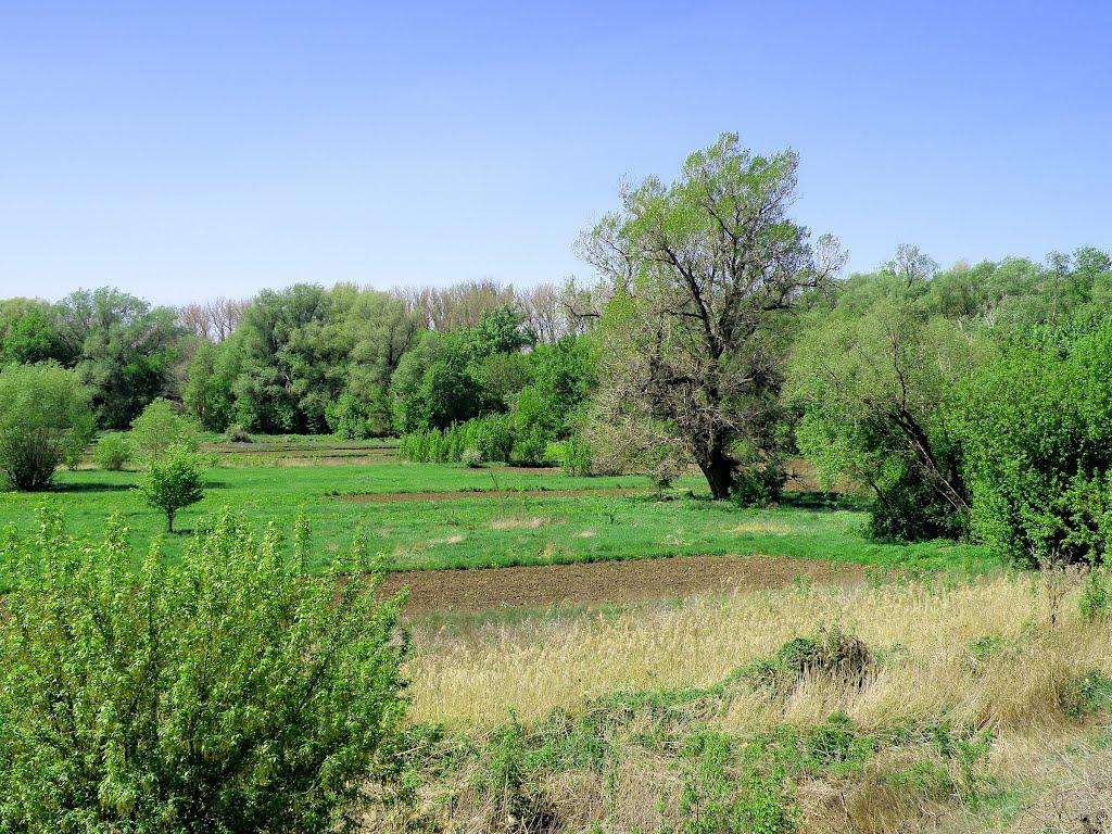 Селезнівка з panoramio.com - Селезневка