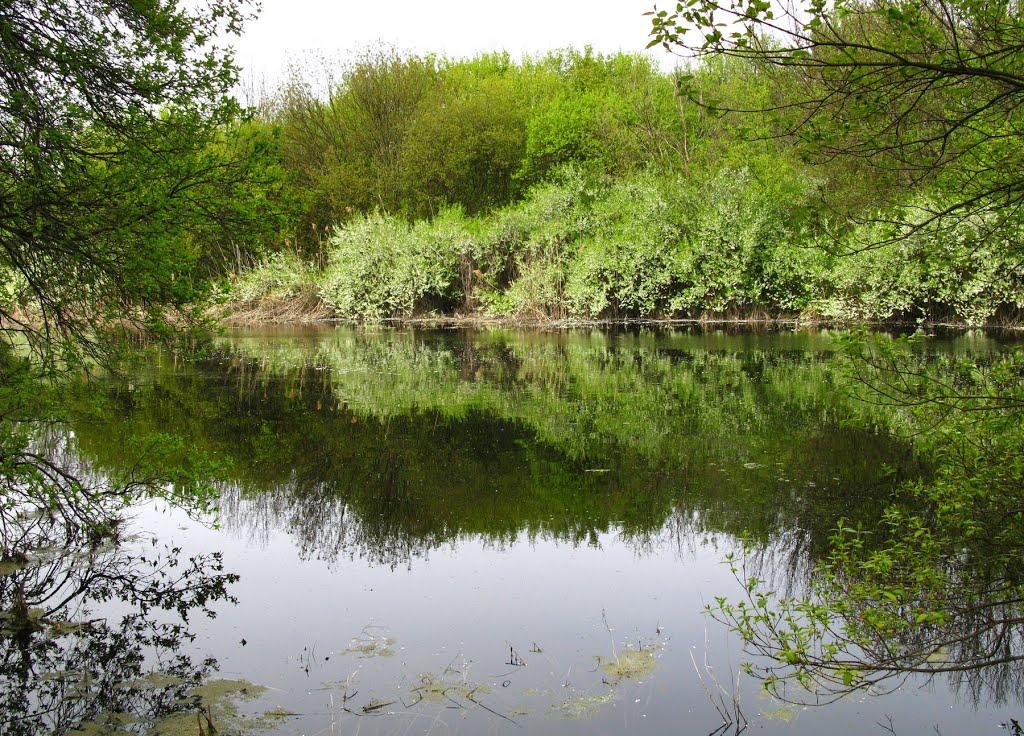 Підлісне з panoramio.com - Підлісне