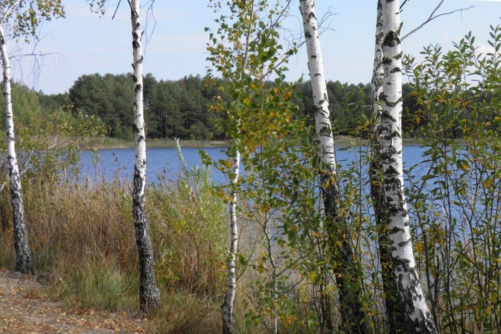 Млин з panoramio.com - Млын