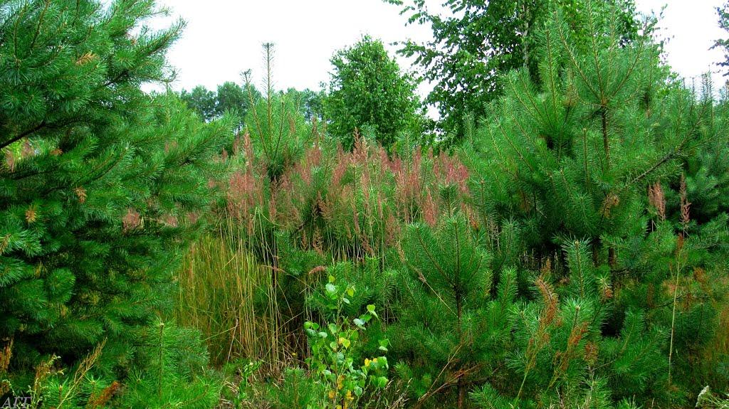 Кураш з panoramio.com - Кураш