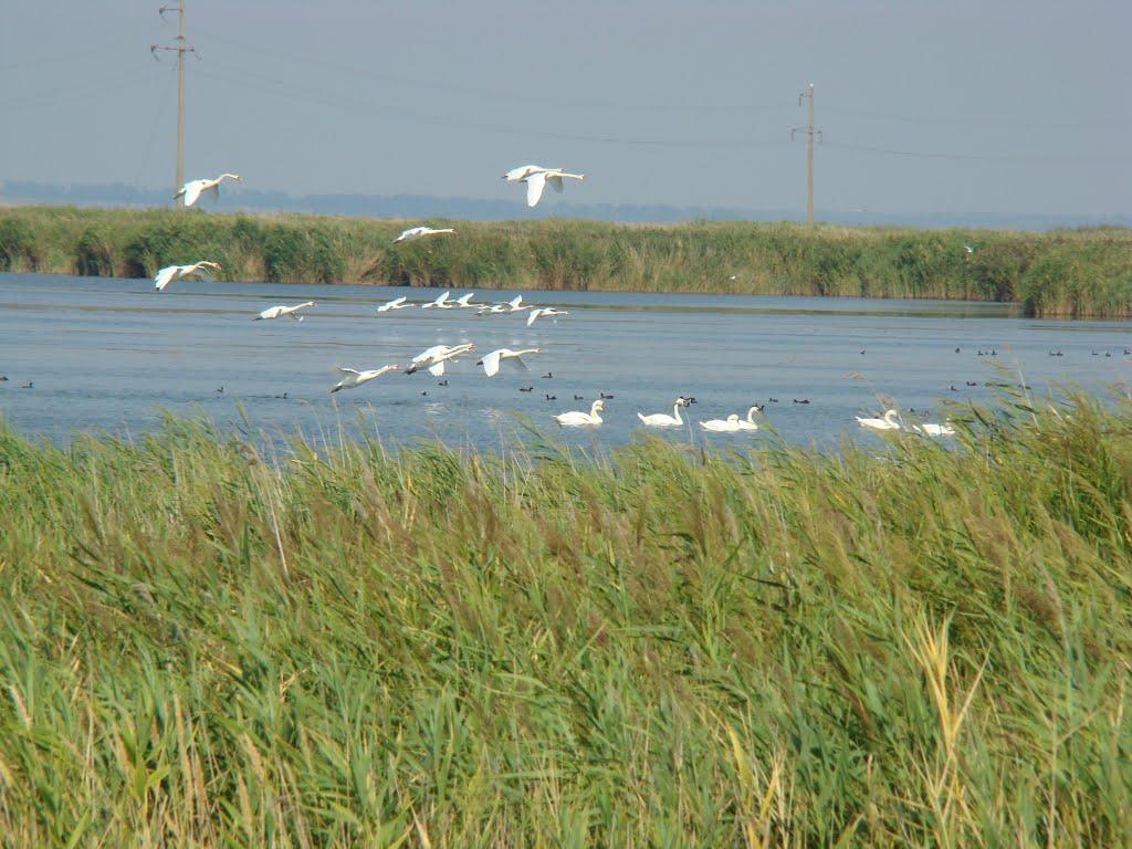 Лиман з panoramio.com - Lyman